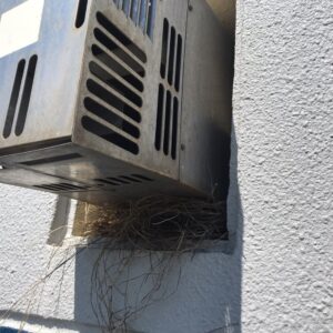 排気口下鳥の巣